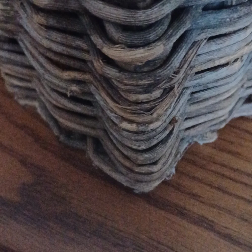 Succulent - Picture 2 of 4